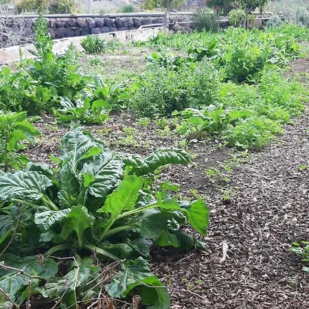 팜스테이 Dulces *