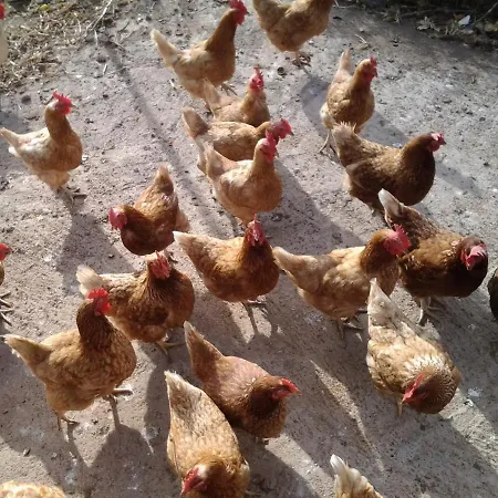 Dulces 팜스테이 Chío