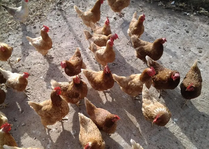 Dulces Gospodarstwo agroturystyczne Chío